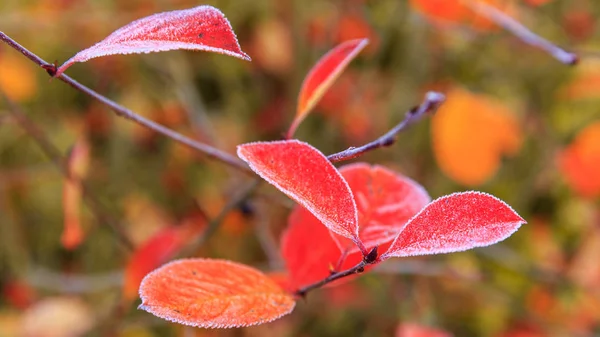 Feuilles rouges d'automne lumineuses gros plan recouvertes d'une première gelée, peu profonde. Automne feuille chute fond, bannière . — Photo