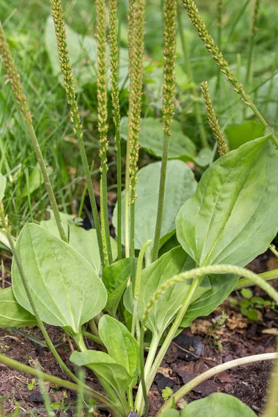 Groblad blommande växt med gröna blad. Plantago stora bredbladig groblad, vit mans fot eller större groblad. — Stockfoto