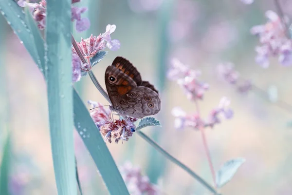 Gros plan papillon sur petite fleur bleue, beau pré aux fleurs sauvages . — Photo