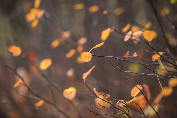 Rote und orangefarbene Herbstblätter Hintergrund. Jahreszeit der schönen Herbstblätter. — Stockfoto