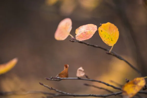 Rote und orangefarbene Herbstblätter Hintergrund. Jahreszeit der schönen Herbstblätter. — Stockfoto