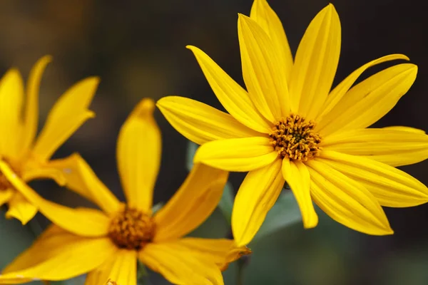 Closeup of a orange gold garden flower. Jerusalem Artichoke — Stock Photo, Image