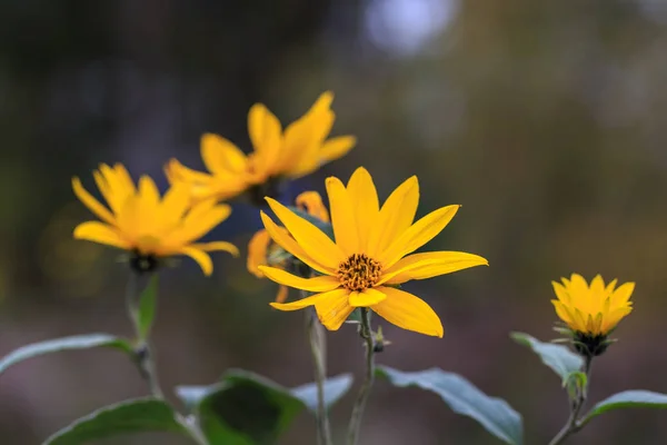 Closeup of a orange gold garden flower. Jerusalem Artichoke — Stock Photo, Image