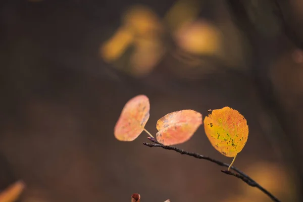 Rote und orangefarbene Herbstblätter Hintergrund. Jahreszeit der schönen Herbstblätter. — Stockfoto