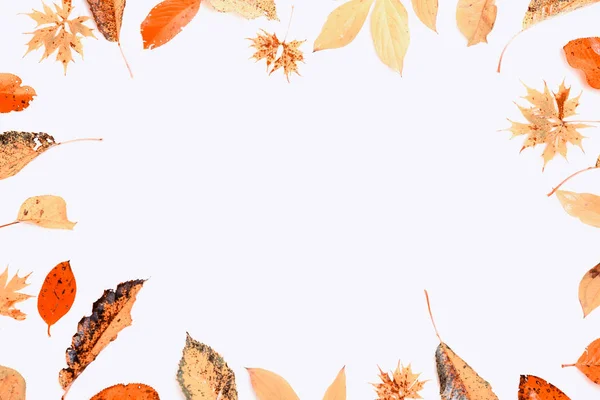 Jesienna kompozycja. Rama wykonana z jesieni, suche Multi-kolorowe liście i jagody aronii na białym tle. Jesień, jesień koncepcja. Płaskie świeckich, góry widok, miejsce — Zdjęcie stockowe