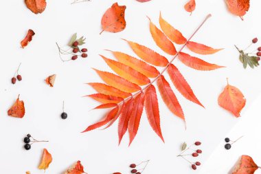 Sonbahar kompozisyon. Sonbahar yaprakları kuru çok renkli ve beyaz arka plan üzerinde chokeberry meyveler çerçeve yaptı. Sonbahar, Güz konsepti. Düz yatıyordu, en iyi görünüm, kopya alanı