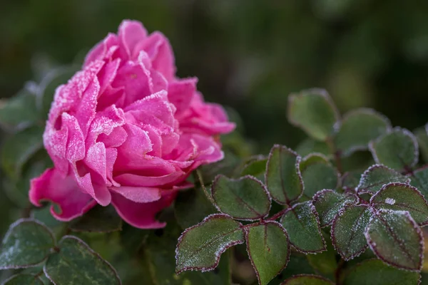 庭の冬。最初の霜と凍ったバラの花. — ストック写真
