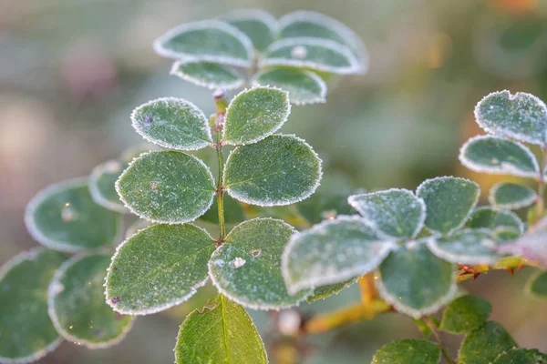 Hiver dans le jardin. Les premières gelées et les fleurs de roses congelées . — Photo