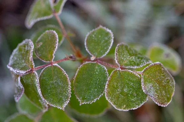 Inverno in giardino. Le prime gelate e i fiori di rosa congelati . — Foto Stock