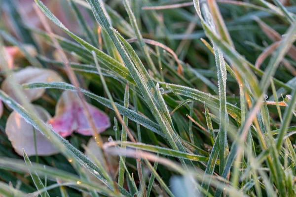 Kış bahçesinde. İlk frosts ve donmuş gül çiçek. — Stok fotoğraf