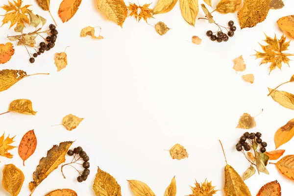 Composición otoñal.Marco hecho de hojas secas multicolores de otoño y bayas de chokeberry sobre fondo blanco. Otoño, concepto de otoño. Plano, vista superior, espacio para copiar — Foto de Stock