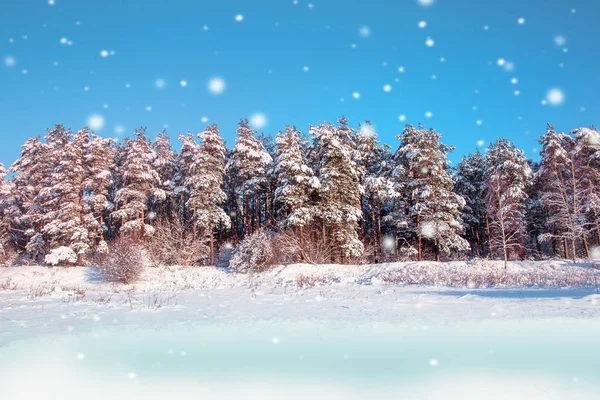 Paisaje invernal. Fondo de Navidad con copos de nieve blancos. La luz del sol en el bosque de invierno . — Foto de Stock