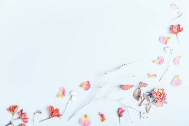 Çiçek kompozisyonu. Mavi arka planda kurumuş gül çiçeklerinden yapılmış çerçeve. Düz konum, üst görünüm, kopyalama alanı