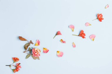 Çiçek kompozisyonu. Mavi arka planda kurumuş gül çiçeklerinden yapılmış çerçeve. Düz konum, üst görünüm, kopyalama alanı