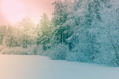 Güneş ışığı kış ormanın içinde. Panoramik görünümü. Panorama kış masal