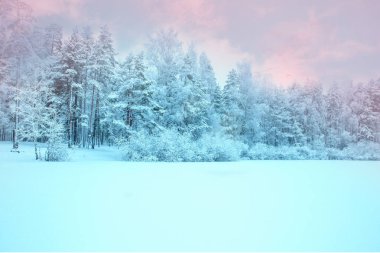 Güneş ışığı kış ormanın içinde. Panoramik görünümü. Panorama kış masal