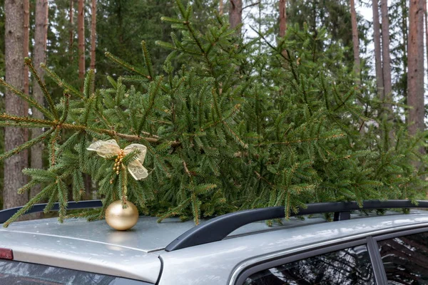 Fresh cut natural fir for Christmas festival holiday decoration,symbolic of family event, love, give, gift as Jesus of Christian on the top of car — Stock Photo, Image