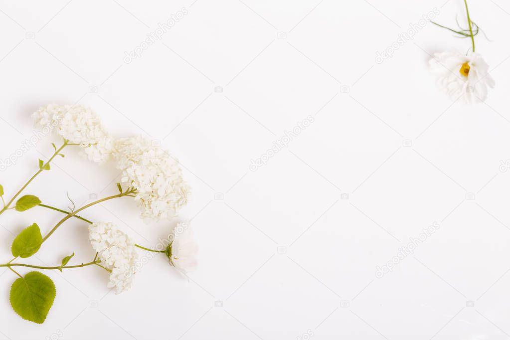 A bouquet of white flowers on white boards