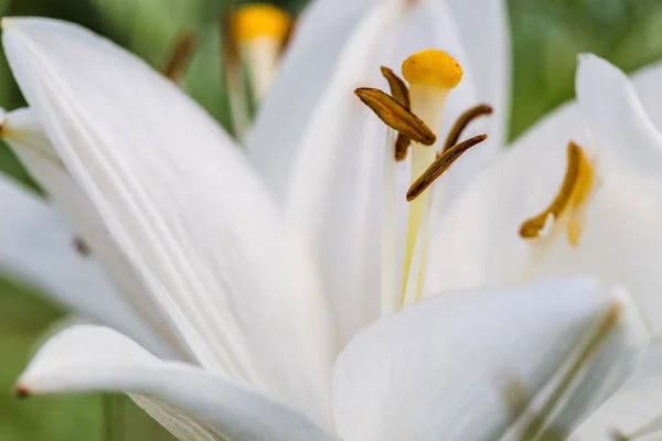 Blanco lila primer plano en el jardín de verano. DOF poco profundo . — Foto de Stock