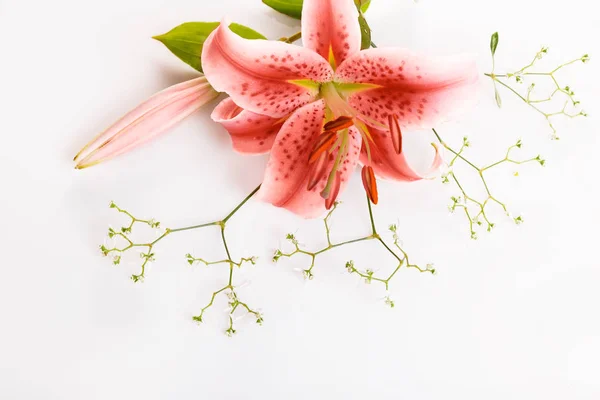 A bouquet of coral flowers on white boards — Stock Photo, Image
