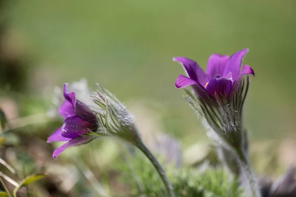 Pulsatilla pratensis, small pasque flower is a species of the genus Pulsatilla, native to central and eastern Europe, from southeast Norway and western Denmark south and east to Bulgaria. Postrelrel — Stock Photo, Image