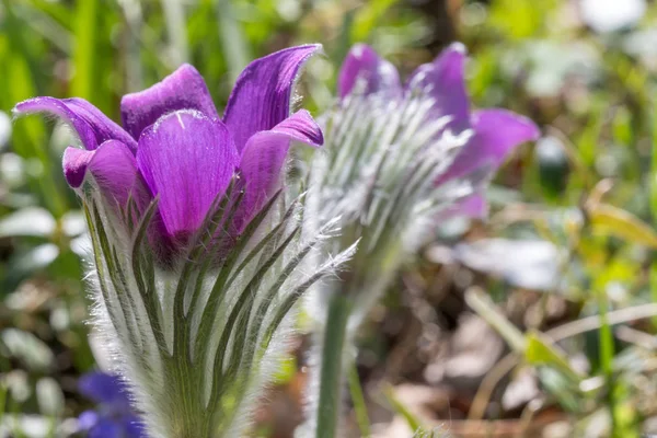 Pulsatilla pratensis, small pasque flower is a species of the genus Pulsatilla, native to central and eastern Europe, from southeast Norway and western Denmark south and east to Bulgaria. Postrelrel — Stock Photo, Image