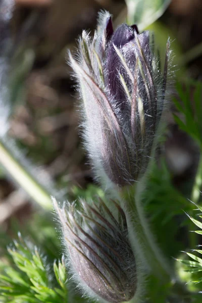 Pulsatilla pratensis, small pasque flower is a species of the genus Pulsatilla, native to central and eastern Europe, from southeast Norway and western Denmark south and east to Bulgaria. Postrelrel — Stock Photo, Image