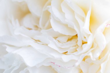 Odaklanmamış bulanıklık krem İngilizce gül yaprakları renk, romantizm arka plan