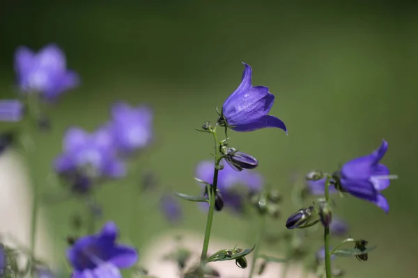 Blue Campanula Bellflowers — Stock Photo, Image