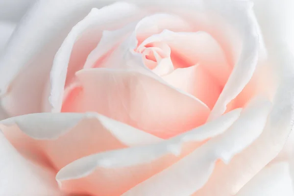 Unscharfe Unschärfe Rosenblätter, abstrakte Romantik Hintergrund, Pastell und weiche Blumenkarte — Stockfoto