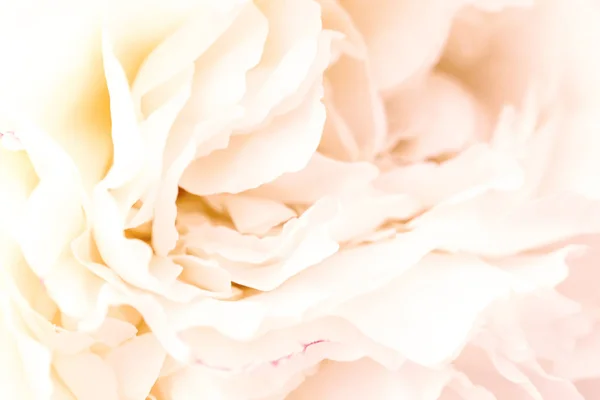 Нефокусовані розмиті пелюстки троянд, абстрактний романтичний фон, пастельна та м'яка квіткова листівка — стокове фото