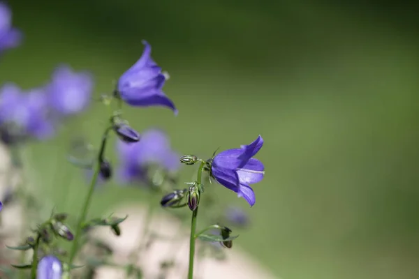 Kék Campanula Bellflowers. Kis kék tavaszi virágok háttér — Stock Fotó