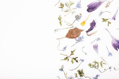 Çiçek kompozisyon. Beyaz arka plan üzerinde kurutulmuş çiçek çerçeve yaptı. Düz yatıyordu, en iyi görünüm. Uzay kopyalayın. Doğum günü, anneler, Sevgililer, Bayan gün kavramı.