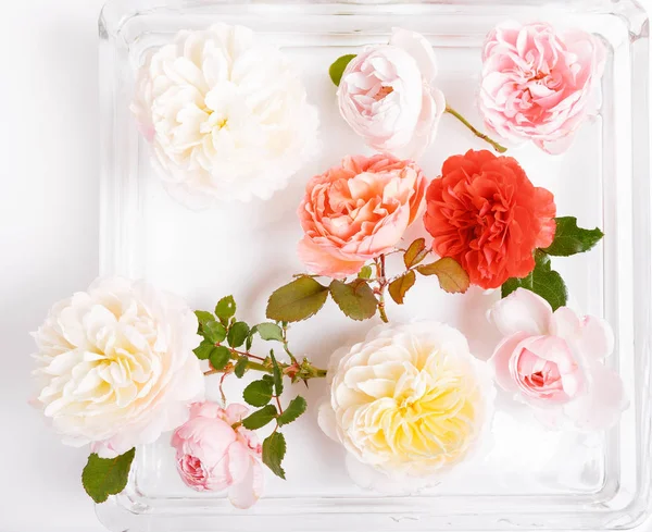Flor Rosa Festiva Composición Rosa Inglesa Sobre Fondo Blanco Las —  Fotos de Stock