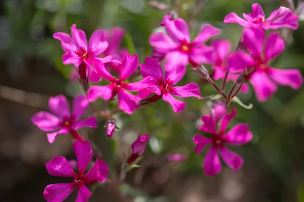 Purple flowers of a styloid phlox in the spring. Siberian country house — Stock Photo, Image