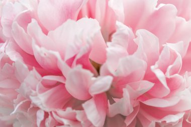 Odaklanmamış pembe şakayık yapraklar, soyut romantizm geçmişi, pastel ve yumuşak çiçek kartı..