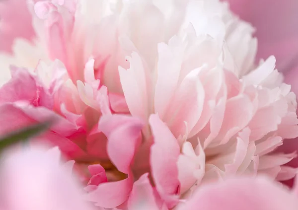 Desfocado peônia desfoque pétalas, abstrato romance fundo, pastel e cartão de flor macia — Fotografia de Stock