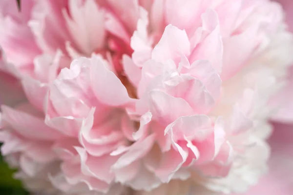 Desfocado borrão pétalas peônia rosa, fundo romance abstrato, pastel e cartão de flor macia. — Fotografia de Stock