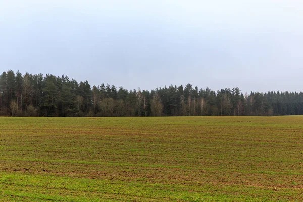 Vroege voorjaar mooie landschap, groen veld, mistige ochtend, winter gewassen. — Stockfoto