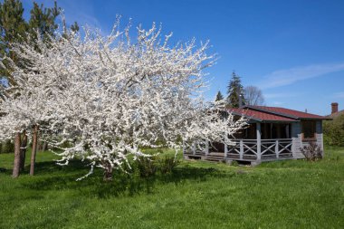 Bir çiçeklenme ile küçük gri bir ahşap ev kiraz ağacı ve yeşil çimen.