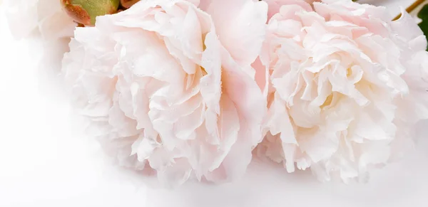 Bandera romántica, delicadas flores de peonías blancas de cerca. Pétalos rosados fragantes — Foto de Stock