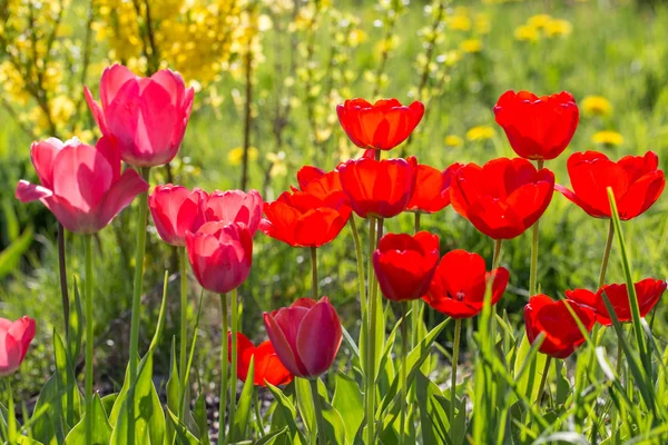 Tulipes roses et rouges dans le parc au printemps par temps ensoleillé — Photo