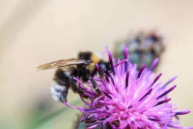 Tıbbi bitkiler. Beyaz arka plan üzerinde izole süt thistle Silybum marianum.