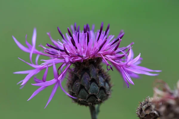 Medical plants. Milk thistle Silybum marianum isolated on white background. — Stock Photo, Image