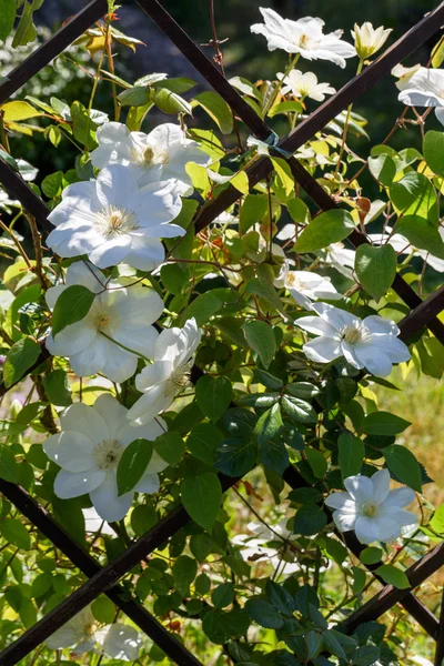 Flower buds of white clematis in the spring garden. Bush of white clematis. — Stock Photo, Image