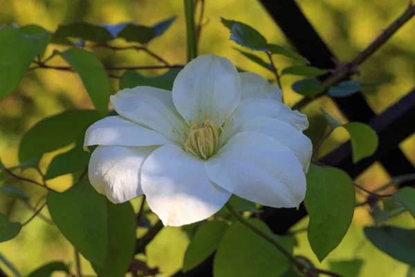 Flower buds of white clematis in the spring garden. Bush of white clematis. — Stock Photo, Image