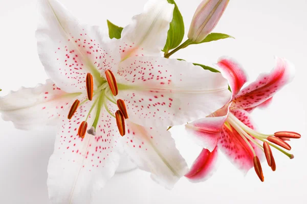 Bunch of White and Pink Lilies on white background. Overhead top view, flat lay. Birthday, Mothers, Valentines, Womens, Wedding Day concept.