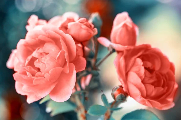 Piękny salon Koral róże kwiaty w ogrodzie z bliska. Efekt przyciemnienia — Zdjęcie stockowe