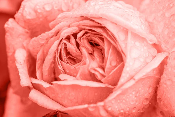 Piękny salon Koral róże kwiaty z bliska. Efekt przyciemnienia — Zdjęcie stockowe