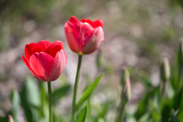 Deux tulipes rouges dans le parc au printemps par temps ensoleillé — Photo